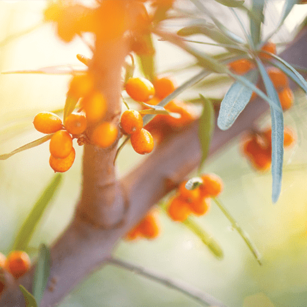 Hydrating Power of Omega-7 from Sea Buckthorn