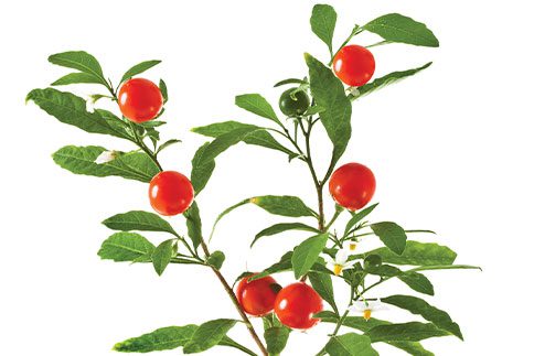 Ashwagandha—Indian Ginseng