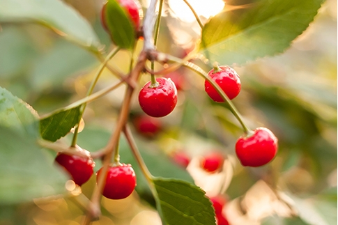 Become a Believer in Tart Cherry for Gout