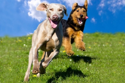 Curcumin and canines: A perfect duo