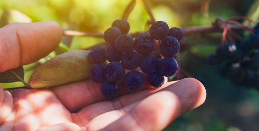 Image: Picking berries