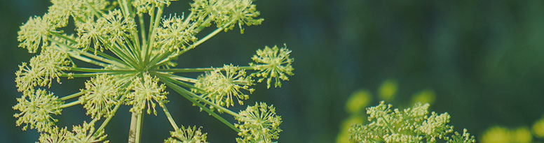 ANGELICA ARCHANGELICA