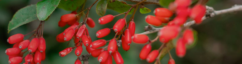 BERBERINE