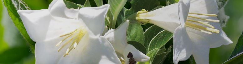 HINTONIA LATIFLORA