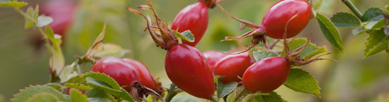 ROSEHIP