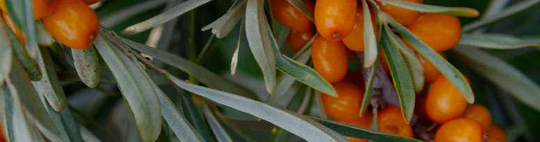 SEA BUCKTHORN SB150