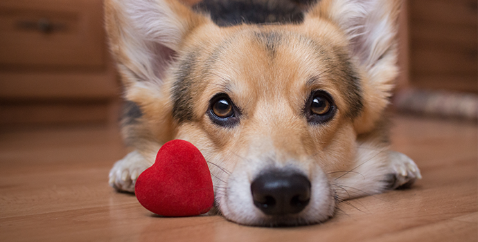 The Importance of Canine Heart Health