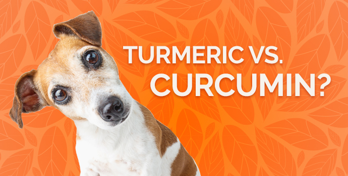 Turmeric, or Curcumin for Your Dog?