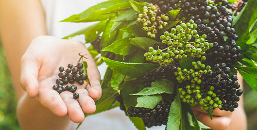 Elderberry: The Berry Best for Strong Immune Support*