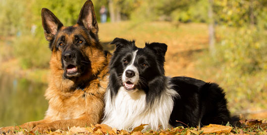 Supporting Your Dog’s Health into the Senior Years