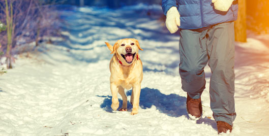 The 10 Point New Year Plan to Keep Your Pup Healthy