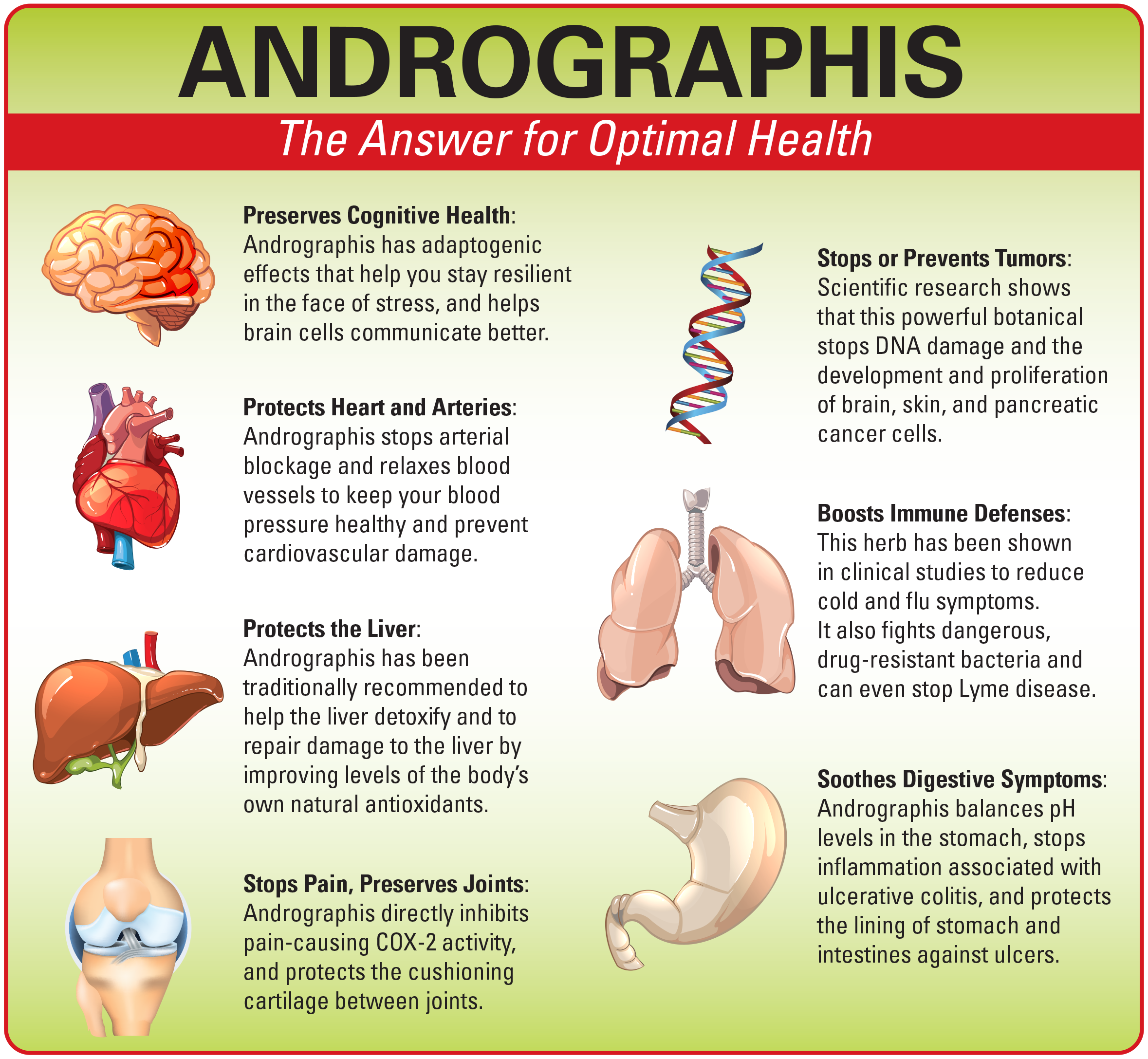 Andrographis – The Answer for Optimal Health