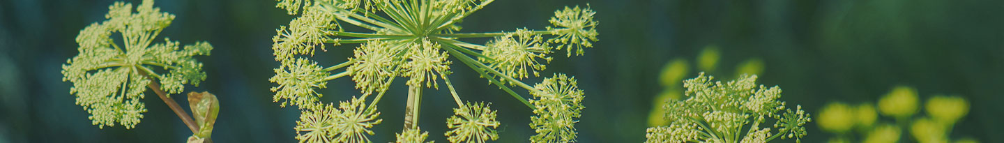 ANGELICA ARCHANGELICA