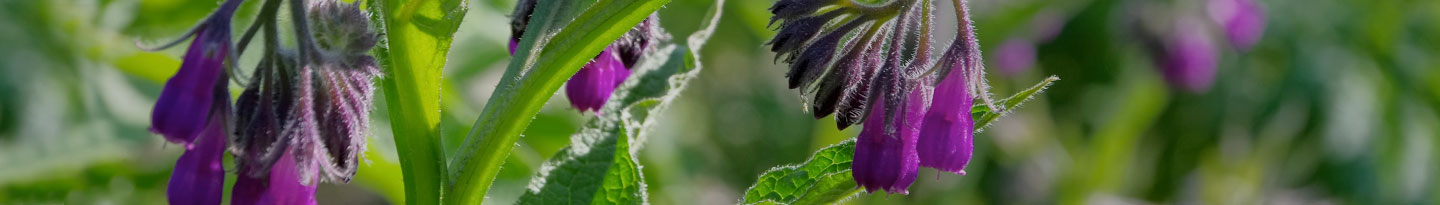 COMFREY