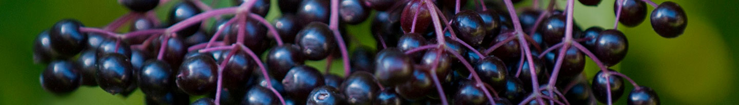 ELDERBERRY