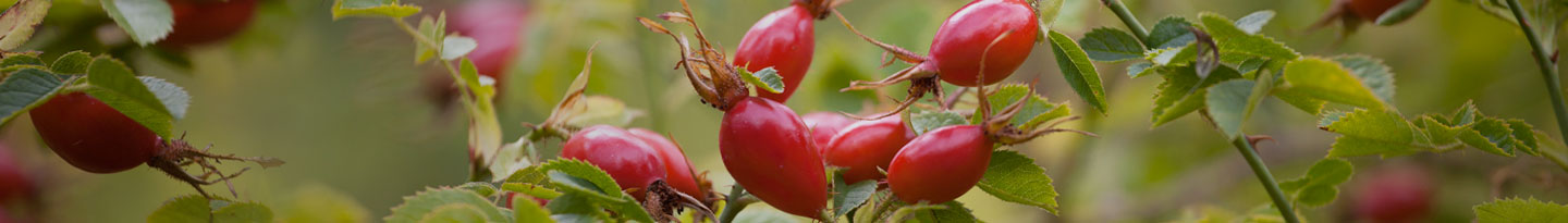 ROSEHIP