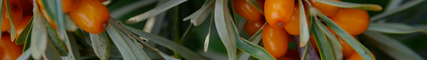 SEA BUCKTHORN SB150