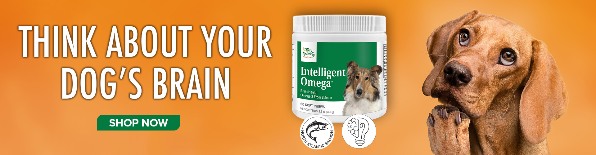 Think About Your Dog's Brain • Give them Intelligent Omega™ • SHOP NOW