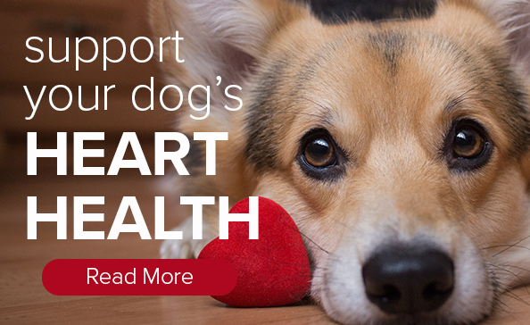 Support your dog's HEART HEALTH • Read More