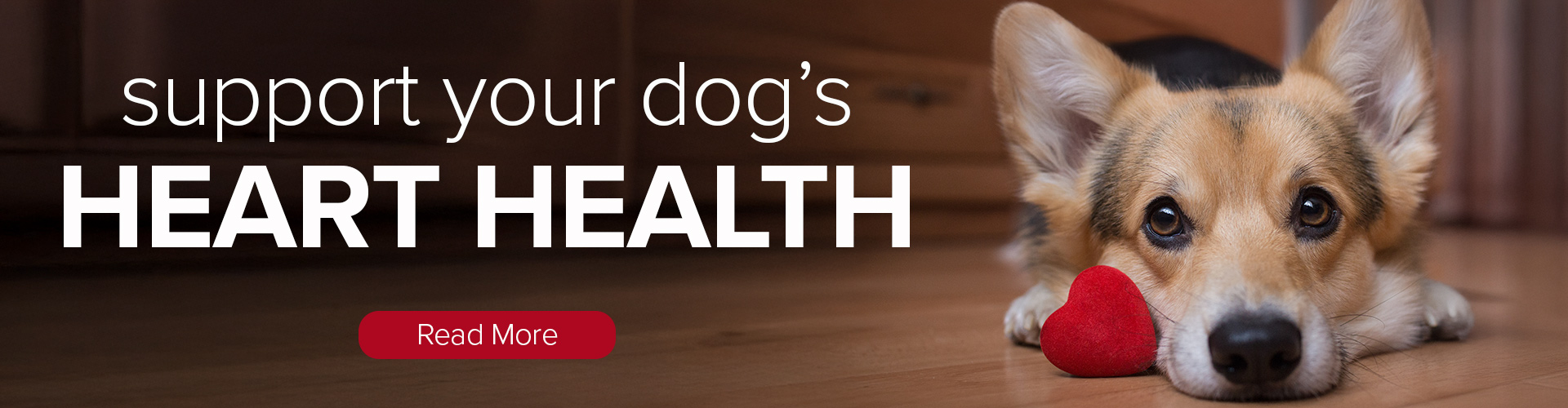 Support your dog's HEART HEALTH • Read More