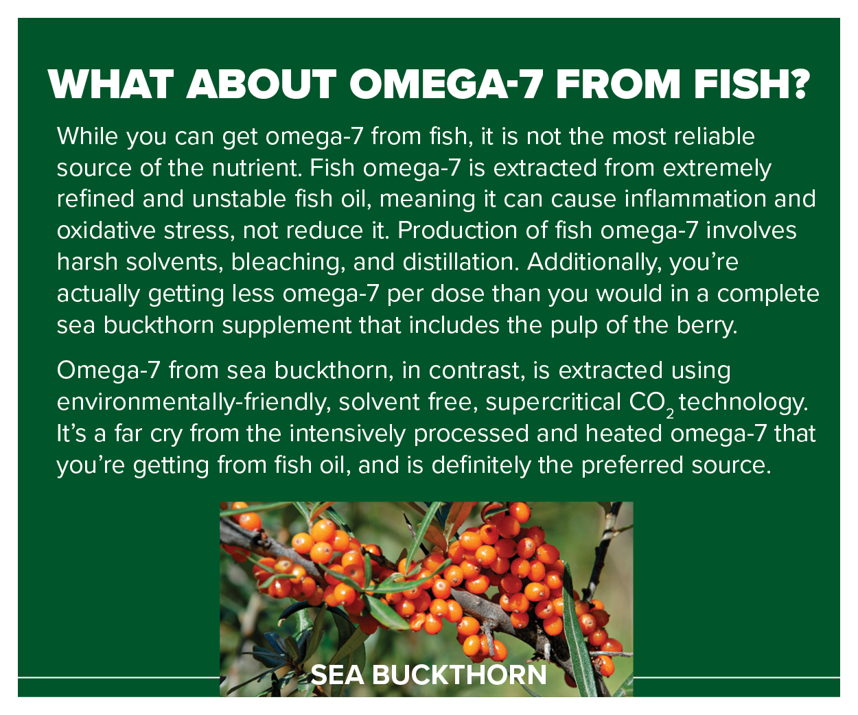 What About Omega-7 from Fish? While you can get omega-7 from fish, it is not the most reliable source of the nutrient. Fish omega-7 is extracted from extremely refined and unstable fish oil, meaning it can cause inflammation and oxidative stress, not reduce it. Production of fish omega-7 involves harsh solvents, bleaching, and distillation. Additionally, you’re actually getting less omega-7 per dose than you would in a complete sea buckthorn supplement that includes the pulp of the berry.  Omega-7 from sea buckthorn, in contrast, is extracted using environmentally-friendly, solvent free, supercritical CO2 technology. It’s a far cry from the intensively processed and heated omega-7 that you’re getting from fish oil, and is definitely the preferred source.