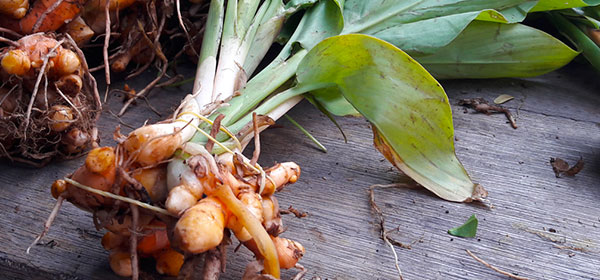 turmeric-root